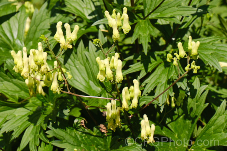 Yellow Monkshood or Healing Wolfsbane (<i>Aconitum anthora</i>), a late spring- to summer-flowering perennial found from southern Europe to Central Asia. Its flowering stems grow to around 15m tall. The name Healing Wolfsbane comes from old beliefs; it is, in fact, deadly poisonous. Order: Ranunculales, Family: Ranunculaceae