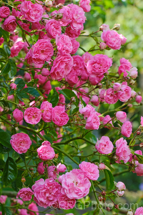 Rosa Minnehaha photo at Pictures of Plants stock image library