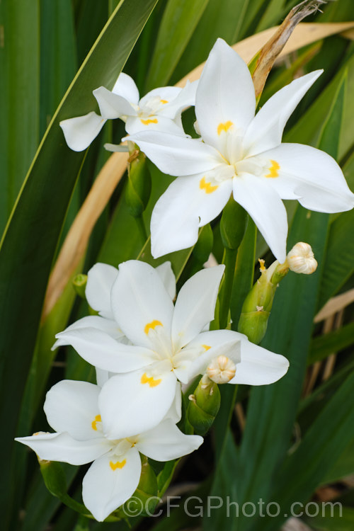 Lord. Howe. Wedding Lily (<i>Dietes robinsoniana</i>), an evergreen bulbous perennial native to Lord. HoweIsland off the southeast coast of Australia. It can grow to 15m tall and each flower last only a day. Its closest living relatives occur in southern Africa. dietes-2866htm'>Dietes.