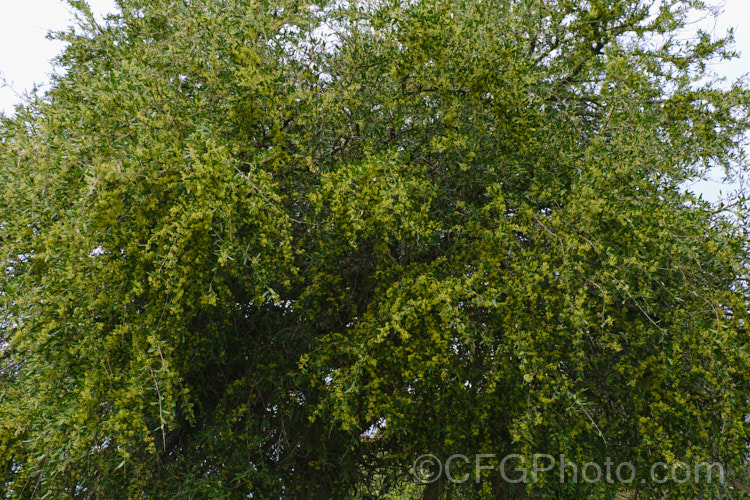 Longleaf. Pepper. Tree (<i>Schinus longifolia</i>), a late spring- to early summer-flowering, evergreen, large shrub or small tree native to areas of Uruguay and Argentina around the mouth of the River Plate. schinus-2490htm'>Schinus. <a href='anacardiaceae-plant-family-photoshtml'>Anacardiaceae</a>.