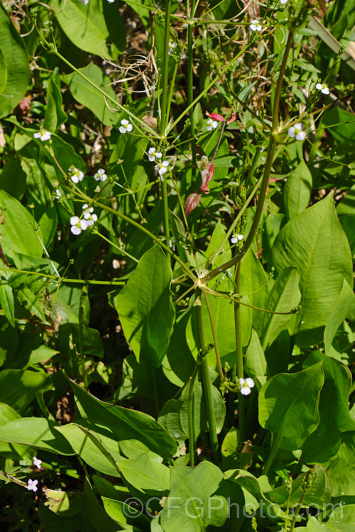 Water Plantain (<i>Alisma plantago-aquatica</i>), a marginal aquatic or semi-aquatic perennial found in the northern temperate zones and also eastern Australia. Naturalised in other areas, it is sometimes considered a local weed. Small white to lilac flower on tall heads open in summer. alisma-2252htm'>Alisma. <a href='alismaceae-plant-family-photoshtml'>Alismataceae</a>.