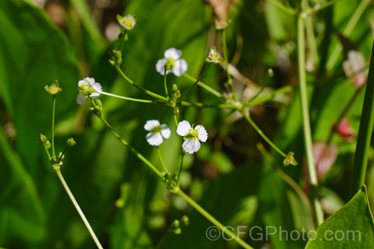 Water Plantain (<i>Alisma plantago-aquatica</i>), a marginal aquatic or semi-aquatic perennial found in the northern temperate zones and also eastern Australia. Naturalised in other areas, it is sometimes considered a local weed. Small white to lilac flower on tall heads open in summer. alisma-2252htm'>Alisma. <a href='alismaceae-plant-family-photoshtml'>Alismataceae</a>.