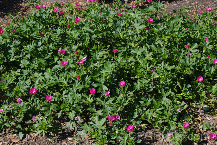 Purple Poppy. Mallow (<i>Callirhoe involucrata</i>), a low, spreading, summer-flowering perennial native to the western United States. The plant develops a long taproot and its flowers, usually white-centred, range for mid pink to deep magenta in colour. callirhoe-2623htm'>Callirhoe.