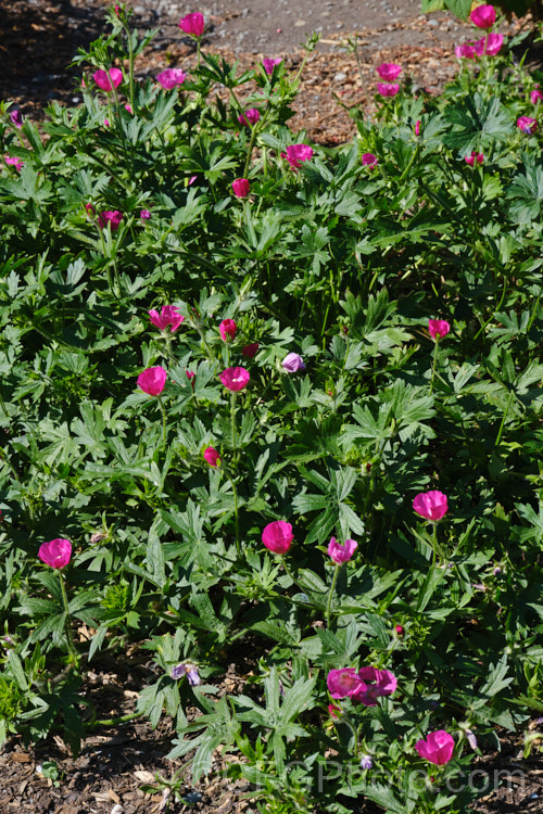 Purple Poppy. Mallow (<i>Callirhoe involucrata</i>), a low, spreading, summer-flowering perennial native to the western United States. The plant develops a long taproot and its flowers, usually white-centred, range for mid pink to deep magenta in colour. callirhoe-2623htm'>Callirhoe.