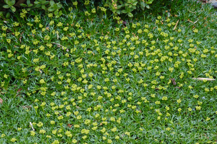 Azorella trifurcata, a cushion-forming evergreen perennial fromChile and Argentina. The small greenish flower heads form in summer but are not really a feature on a plant grown mainly for its contour-hugging form. azorella-2393htm'>Azorella.