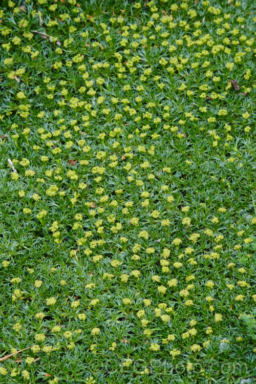 Azorella trifurcata, a cushion-forming evergreen perennial fromChile and Argentina. The small greenish flower heads form in summer but are not really a feature on a plant grown mainly for its contour-hugging form. azorella-2393htm'>Azorella.