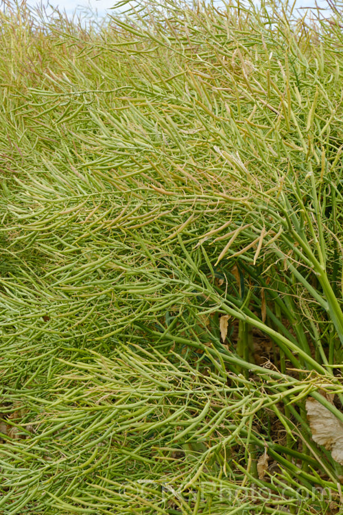 Seedpods of Cabbage (<i>Brassica oleracea - Capitata Group</i>). These cabbages have been cultivated for seed production