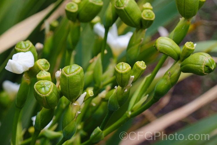 Maturing seed capsules of the Lord. Howe. Wedding Lily (<i>Dietes robinsoniana</i>), an evergreen bulbous perennial native to Lord. HoweIsland off the southeast coast of Australia. It can grow to 15m tall and each flower last only a day. Its closest living relatives occur in southern Africa. dietes-2866htm'>Dietes.