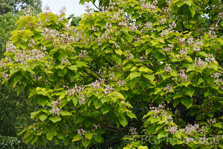 Golden Leaf Indian. Bean or Eastern Catalpa (<i>Catalpa bignonioides 'Aurea' [syn. Catalpa bignonioides forma aurea]), a yellow-leaved cultivar of a summer-flowering 15m tall deciduous tree native to the eastern United States that is widely regarded as being among the most spectacular of the large, hardy, deciduous flowering trees. Long, bean-like seedpods follow the flowers. catalpa-2420htm'>Catalpa. <a href='bignoniaceae-plant-family-photoshtml'>Bignoniaceae</a>.