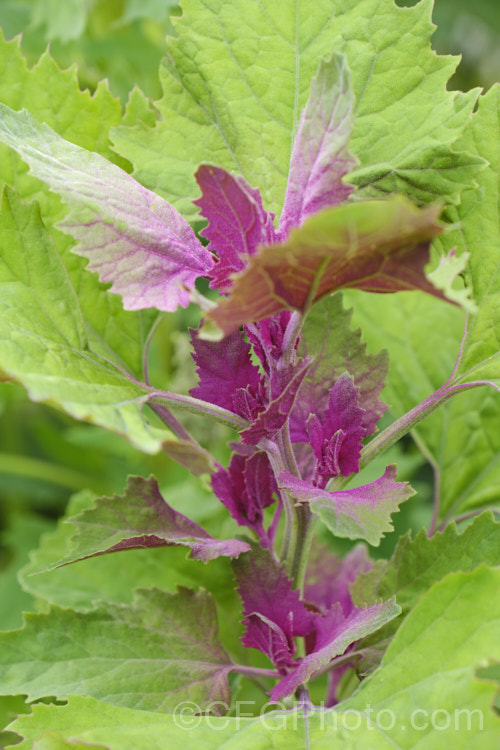 Red Orach or Red Mountain Spinach (<i>Atriplex hortensis 'Rubra'), a purple-red-leafed cultivar of a widely naturalised Eurasian annual that is grown as a vegetable and used in the manner of spinach. The species tends to have red-tinted leaves and 'Rubra' is a selected form that emphasises this feature. Although it resembles. Chenopodium and was for many years in the goosefoot family (<i>Chenopodiaceae</i>), it is now considered to be part of the Amaranthaceae. atriplex-3513htm'>Atriplex. Order: Caryophyllales, Family: Amaranthaceae