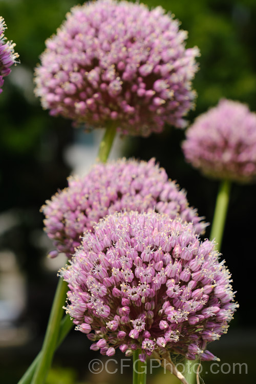 Elephant Garlic (<i>Allium ampeloprasum var. ampeloprasum</i>),a natural variety of the Wild Leek of Eurasia, in which the bulb is enlarged and splits into cloves like garlic. The flavour is garlic-like but milder. The plant is also grown for its large, showy flowerheads. allium-2045htm'>Allium.