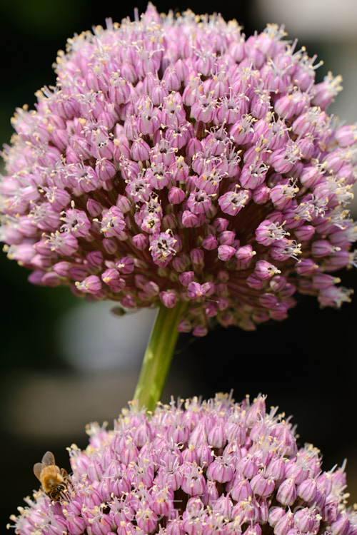 Elephant Garlic (<i>Allium ampeloprasum var. ampeloprasum</i>),a natural variety of the Wild Leek of Eurasia, in which the bulb is enlarged and splits into cloves like garlic. The flavour is garlic-like but milder. The plant is also grown for its large, showy flowerheads. allium-2045htm'>Allium.