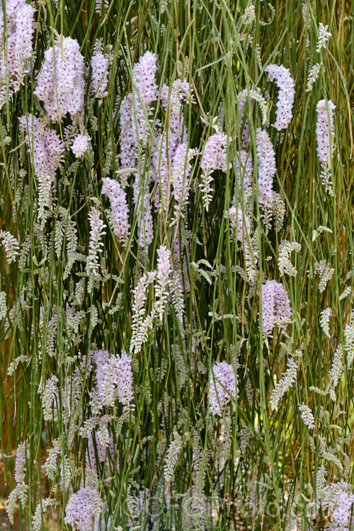 Weeping Broom (<i>Carmichaelia stevensonii [syn. <i>Chordospartium stevensonii</i>]), a near-leafless summer-flowering shrub that occurs naturally in the Marlborough region of the South Island of New Zealand It has an attractive weeping growth habit and can reach 6m tall but is usually considerably smaller. Order: Fabales, Family: Fabaceae