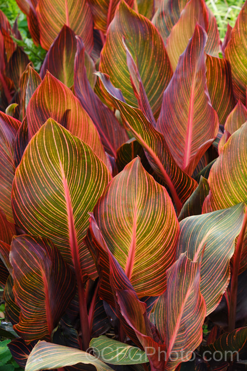 Canna x generalis 'Tropicanna', one of the many cultivars of this group of hybrid rhizomatous perennials of species from the American tropics and subtropics 'Tropicanna' has bright orange flowers but is really grown more for its boldly marked foliage. Order: Zingiberales, Family: Cannaceae