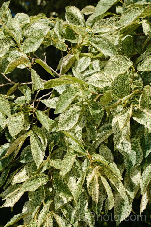 The summer foliage of the Variegated European Field Elm or Smooth-leaved Elm (<i>Ulmus carpinifolia 'Variegata'). The leaves are mottled with green rather having a sectored or edged pattern. Order: Rosales, Family: Ulmaceae