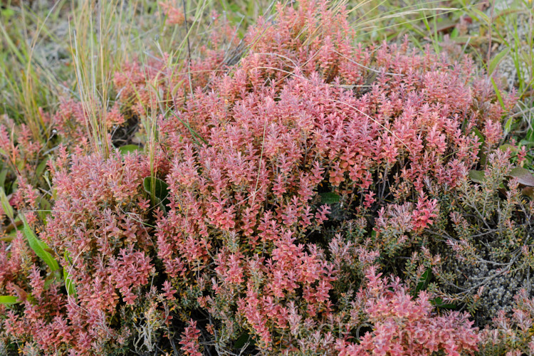 Mountain Heath (<i>Acrothamnus colensoi</i> [syns. <i>Leucopogon colensoi</i>, <i>Leucopogon suaveolens</i>, <i>Cyathodes colensoi</i>]), a New Zealand alpine, evergreen, summer-blooming, often near-prostrate shrub with small white flowers followed by red or sometimes white or pink berries. Order: Ericales, Family: Ericaceae