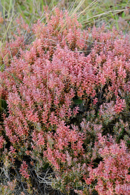 Mountain Heath (<i>Acrothamnus colensoi</i> [syns. <i>Leucopogon colensoi</i>, <i>Leucopogon suaveolens</i>, <i>Cyathodes colensoi</i>]), a New Zealand alpine, evergreen, summer-blooming, often near-prostrate shrub with small white flowers followed by red or sometimes white or pink berries. Order: Ericales, Family: Ericaceae