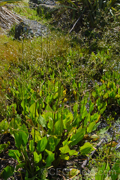 Water Plantain (<i>Alisma plantago-aquatica</i>), a marginal aquatic or semi-aquatic perennial found in the northern temperate zones and eastern Australia. Naturalised in other areas, it is sometimes considered a local weed. Small lilac flower on tall heads open in summer. alisma-2252htm'>Alisma. <a href='alismaceae-plant-family-photoshtml'>Alismataceae</a>.