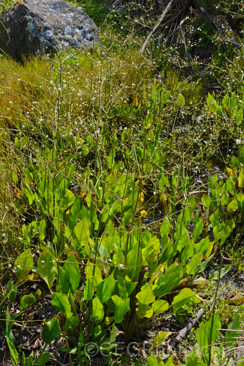 Water Plantain (<i>Alisma plantago-aquatica</i>), a marginal aquatic or semi-aquatic perennial found in the northern temperate zones and eastern Australia. Naturalised in other areas, it is sometimes considered a local weed. Small lilac flower on tall heads open in summer. alisma-2252htm'>Alisma. <a href='alismaceae-plant-family-photoshtml'>Alismataceae</a>.