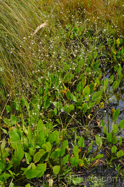 Water Plantain (<i>Alisma plantago-aquatica</i>), a marginal aquatic or semi-aquatic perennial found in the northern temperate zones and eastern Australia. Naturalised in other areas, it is sometimes considered a local weed. Small lilac flower on tall heads open in summer. alisma-2252htm'>Alisma. <a href='alismaceae-plant-family-photoshtml'>Alismataceae</a>.