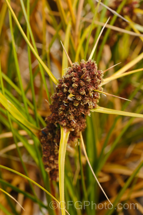 Flowerhead of the Pikao, Pingao or Golden Sand Sedge (<i>Ficinia spiralis [syn. Desmoschoenus spiralis]), a sedge endemic to New Zealand that helps bind sand dunes by trapping wind-blown sand with its long rhizomatous roots and foliage crown. This once common species plays a vital role in stabilising dunes and encouraging a diversity of plants but is now endangered. Order: Poales, Family: Cyperaceae