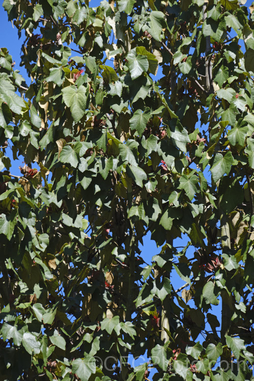 Mexican Hand. Tree, Devil's Hand. Tree or Monkey Hand. Tree (<i>Chiranthodendron pentadactylon</i>), an evergreen tree native to southern Mexico and Guatemala. A member of the mallow family (<i>Malvaceae</i>), it can grow to over 25m tall and in addition to its large, felted leaves, is notable for its distinctive flowers, which contain a structure that fuses the stamens into one fleshy, hand-shaped organ. The flowers a are followed by seed capsules up to 10cm long. chiranthodendron-3505htm'>Chiranthodendron.