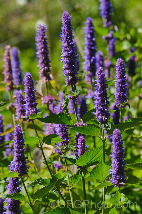 Korean Mint (<i>Agastache rugosa</i>), a summer-flowering perennial native to Korea, China and Japan. It grows to around 1.2m tall and is sometimes used a mint substitute and in herbal teas. Order: Lamiales, Family: Lamiaceae