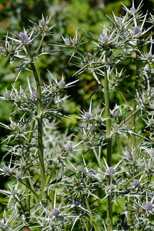 Marble-leaf. Sea. Holly or Atlas Mountains'. Sea. Holly or Moroccan Sea. Holly (<i>Eryngium variifolium</i>), a summer-flowering perennial native to North Africa. It forms a clump of near evergreen foliage with 5cm long, heart-shaped leaves that are silver-veined. The flower stems are 1-1.5m tall eryngium-2240htm'>Eryngium.