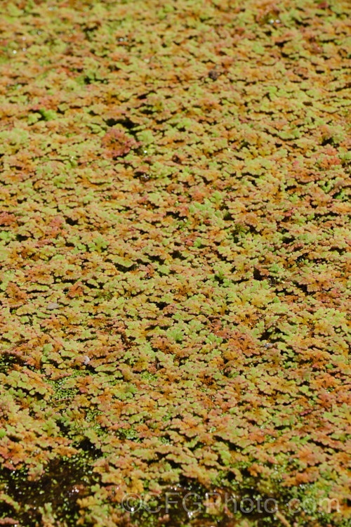 Water. Fern or Fairy Moss (<i>Azolla rubra</i>), one of several species of very similar floating ferns that spread quickly in still water. azolla-2392htm'>Azolla. <a href='salviniaceae-plant-family-photoshtml'>Salviniaceae</a>.