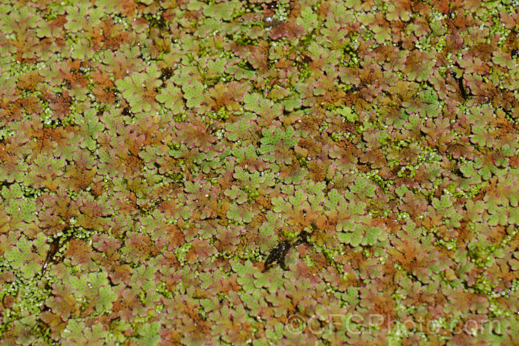 Water. Fern or Fairy Moss (<i>Azolla rubra</i>), one of several species of very similar floating ferns that spread quickly in still water. azolla-2392htm'>Azolla. <a href='salviniaceae-plant-family-photoshtml'>Salviniaceae</a>.