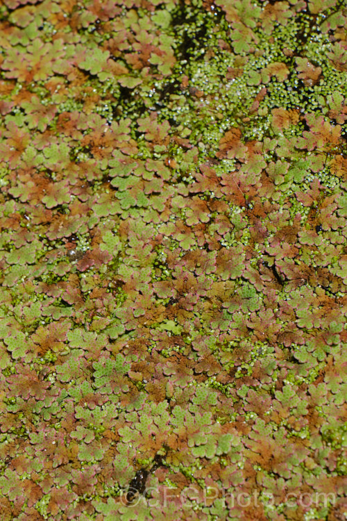 Water. Fern or Fairy Moss (<i>Azolla rubra</i>), one of several species of very similar floating ferns that spread quickly in still water. azolla-2392htm'>Azolla. <a href='salviniaceae-plant-family-photoshtml'>Salviniaceae</a>.