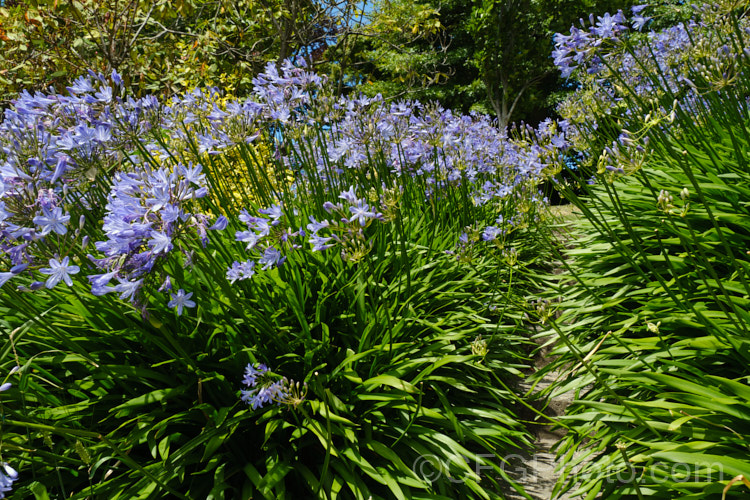 <i>Agapanthus</i> 'Stargazer', a compact, long-flowering hybrid with mid-blue flowers on stems to 1m tall It make a dense clump of semi-evergreen foliage and in mild climates may have occasional flowers throughout the year, though the main blooming season is early summer. Order: Asparagales, Family: Amaryllidaceae