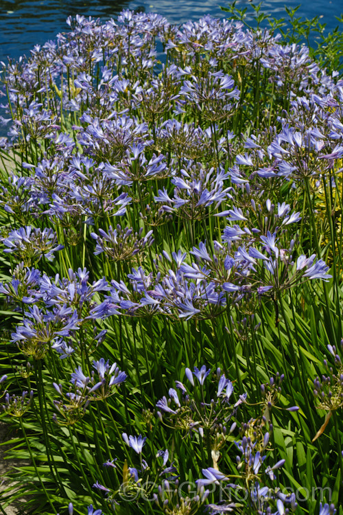 <i>Agapanthus</i> 'Stargazer', a compact, long-flowering hybrid with mid-blue flowers on stems to 1m tall It make a dense clump of semi-evergreen foliage and in mild climates may have occasional flowers throughout the year, though the main blooming season is early summer. Order: Asparagales, Family: Amaryllidaceae