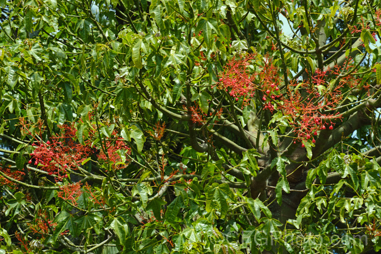 Illawarra. Flame. Tree or Flame. Kurrajong (<i>Brachychiton acerifolius</i>), a tree from eastern New South Wales and Queensland, Australia. Around 15m tall. It is renowned for its vivid red flowers, which stand out all the more clearly as the tree often sheds its leaves before flowering. brachychiton-2607htm'>Brachychiton.