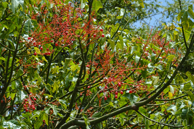 Illawarra. Flame. Tree or Flame. Kurrajong (<i>Brachychiton acerifolius</i>), a tree from eastern New South Wales and Queensland, Australia. Around 15m tall. It is renowned for its vivid red flowers, which stand out all the more clearly as the tree often sheds its leaves before flowering. brachychiton-2607htm'>Brachychiton.