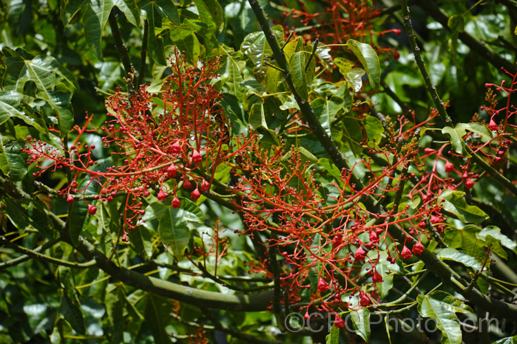 Illawarra. Flame. Tree or Flame. Kurrajong (<i>Brachychiton acerifolius</i>), a tree from eastern New South Wales and Queensland, Australia. Around 15m tall. It is renowned for its vivid red flowers, which stand out all the more clearly as the tree often sheds its leaves before flowering. brachychiton-2607htm'>Brachychiton.