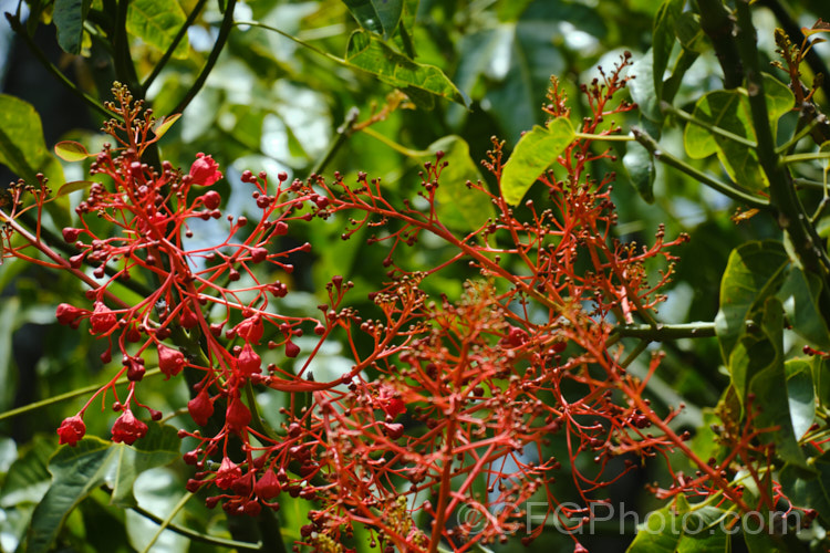 Illawarra. Flame. Tree or Flame. Kurrajong (<i>Brachychiton acerifolius</i>), a tree from eastern New South Wales and Queensland, Australia. Around 15m tall. It is renowned for its vivid red flowers, which stand out all the more clearly as the tree often sheds its leaves before flowering. brachychiton-2607htm'>Brachychiton.