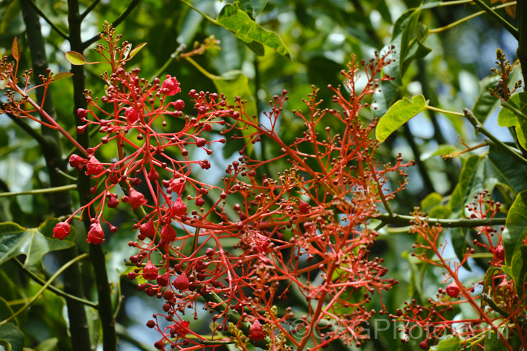 Illawarra. Flame. Tree or Flame. Kurrajong (<i>Brachychiton acerifolius</i>), a tree from eastern New South Wales and Queensland, Australia. Around 15m tall. It is renowned for its vivid red flowers, which stand out all the more clearly as the tree often sheds its leaves before flowering. brachychiton-2607htm'>Brachychiton.