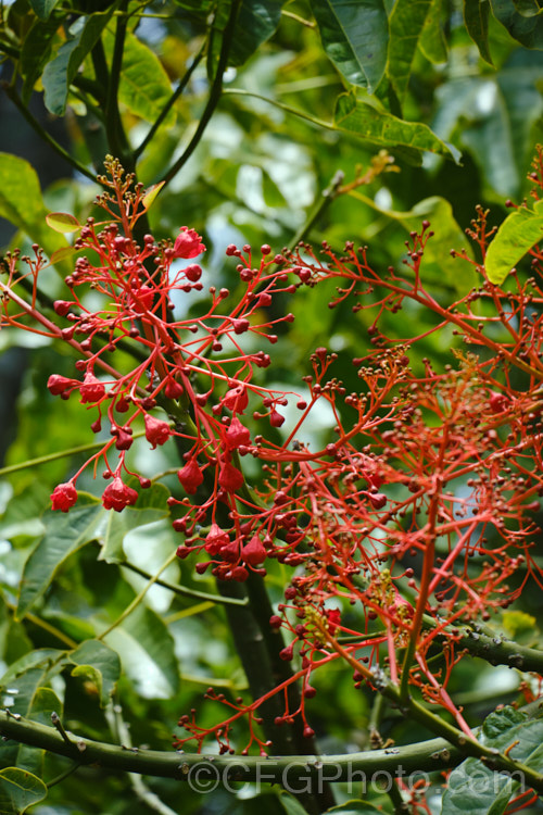 Illawarra. Flame. Tree or Flame. Kurrajong (<i>Brachychiton acerifolius</i>), a tree from eastern New South Wales and Queensland, Australia. Around 15m tall. It is renowned for its vivid red flowers, which stand out all the more clearly as the tree often sheds its leaves before flowering. brachychiton-2607htm'>Brachychiton.