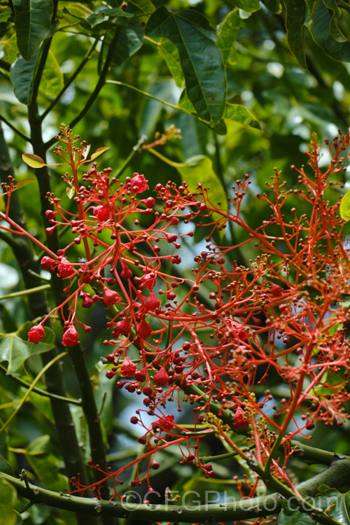 Illawarra. Flame. Tree or Flame. Kurrajong (<i>Brachychiton acerifolius</i>), a tree from eastern New South Wales and Queensland, Australia. Around 15m tall. It is renowned for its vivid red flowers, which stand out all the more clearly as the tree often sheds its leaves before flowering. brachychiton-2607htm'>Brachychiton.