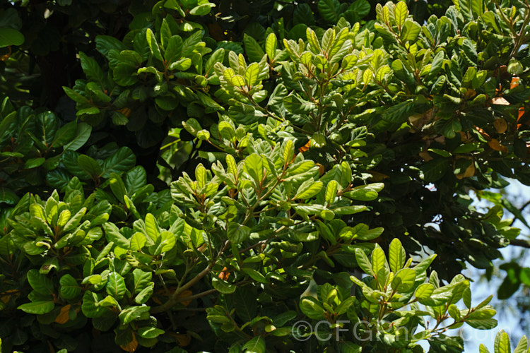 Taraire (<i>Beilschmiedia tarairi</i>), an evergreen tree of the laurel family (<i>Lauraceae</i>) native to the North Island of New Zealand above latitude 38 South It grows to around 20m tall, has distinctive heavily veined, oval leaves to 75mm long and panicles of tiny green flowers that are followed by deep bluish purple, olive-like fruits to 30mm long. Order: Laurales, Family: Lauraceae