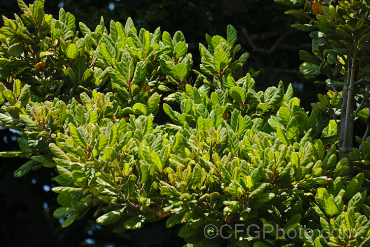 Taraire (<i>Beilschmiedia tarairi</i>), an evergreen tree of the laurel family (<i>Lauraceae</i>) native to the North Island of New Zealand above latitude 38 South It grows to around 20m tall, has distinctive heavily veined, oval leaves to 75mm long and panicles of tiny green flowers that are followed by deep bluish purple, olive-like fruits to 30mm long. Order: Laurales, Family: Lauraceae