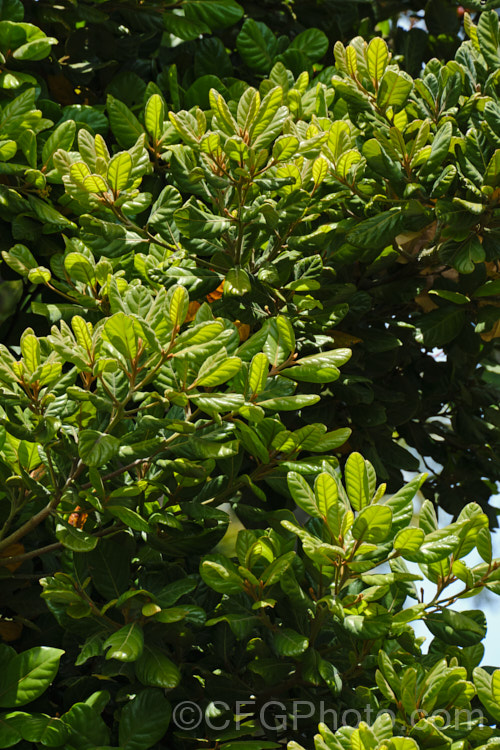 Taraire (<i>Beilschmiedia tarairi</i>), an evergreen tree of the laurel family (<i>Lauraceae</i>) native to the North Island of New Zealand above latitude 38 South It grows to around 20m tall, has distinctive heavily veined, oval leaves to 75mm long and panicles of tiny green flowers that are followed by deep bluish purple, olive-like fruits to 30mm long. Order: Laurales, Family: Lauraceae