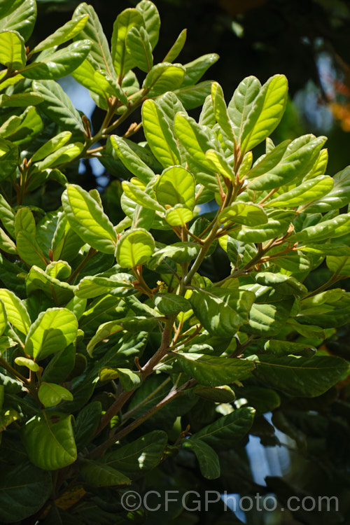 Taraire (<i>Beilschmiedia tarairi</i>), an evergreen tree of the laurel family (<i>Lauraceae</i>) native to the North Island of New Zealand above latitude 38 South It grows to around 20m tall, has distinctive heavily veined, oval leaves to 75mm long and panicles of tiny green flowers that are followed by deep bluish purple, olive-like fruits to 30mm long. Order: Laurales, Family: Lauraceae