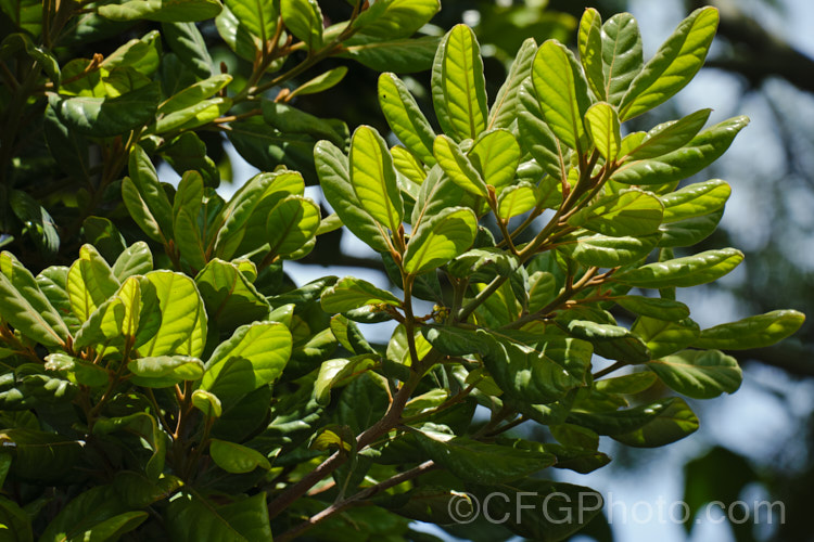 Taraire (<i>Beilschmiedia tarairi</i>), an evergreen tree of the laurel family (<i>Lauraceae</i>) native to the North Island of New Zealand above latitude 38 South It grows to around 20m tall, has distinctive heavily veined, oval leaves to 75mm long and panicles of tiny green flowers that are followed by deep bluish purple, olive-like fruits to 30mm long. Order: Laurales, Family: Lauraceae