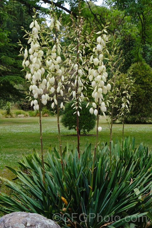 Adam's Needle and Thread or Adam's Needle (<i>Yucca filamentosa</i>), a usually trunk-less. Clumping perennial with sword-shaped leaves that have fine filaments along their edges, though these vary in their extent. The tall heads of creamy white flowers open in early summer.