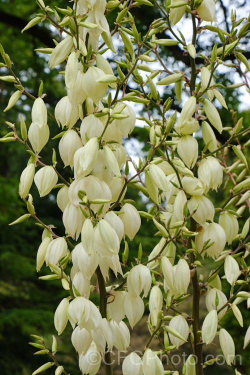 Adam's Needle and Thread or Adam's Needle (<i>Yucca filamentosa</i>), a usually trunk-less. Clumping perennial with sword-shaped leaves that have fine filaments along their edges, though these vary in their extent. The tall heads of creamy white flowers open in early summer.