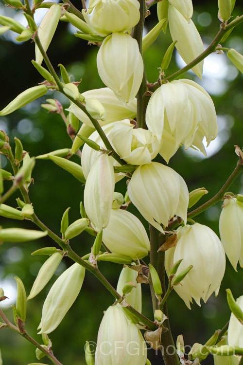 Adam's Needle and Thread or Adam's Needle (<i>Yucca filamentosa</i>), a usually trunk-less. Clumping perennial with sword-shaped leaves that have fine filaments along their edges, though these vary in their extent. The tall heads of creamy white flowers open in early summer.