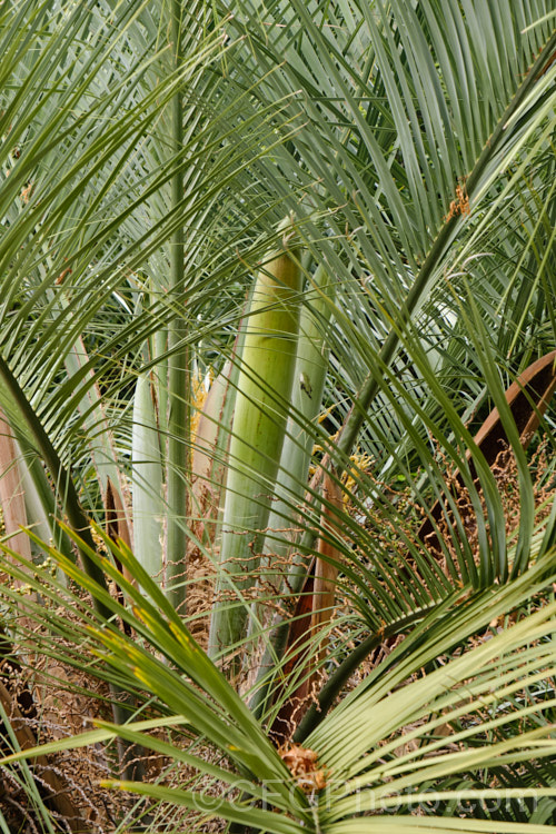 Yatay, Wine. Palm or Jelly Palm (<i>Butia capitata</i>) with a developing flowerhead still in its sheath. This 5-6m tall feather palm is native to Brazil, Uruguay and Argentina. Its arching blue-grey fronds are a distinctive feature.