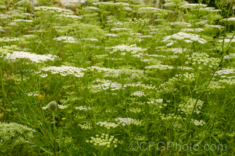 Bishop's Weed or Hogweed (<i>Ammi majus</i>), a 60cm high, summer-flowering annual or short-lived perennial native to the Mediterranean and Eurasian region. Often naturalising freely, it is most at home in wild gardens. Order: Apiales, Family: Apiaceae